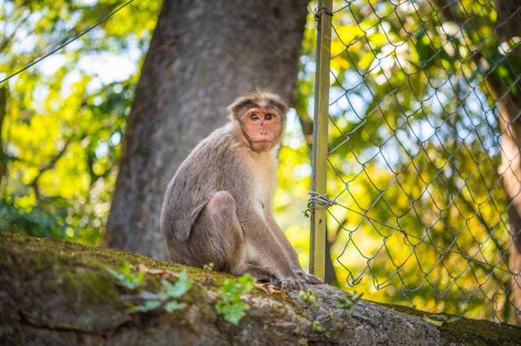 Periyar Nationaal Park, Zuid-India
